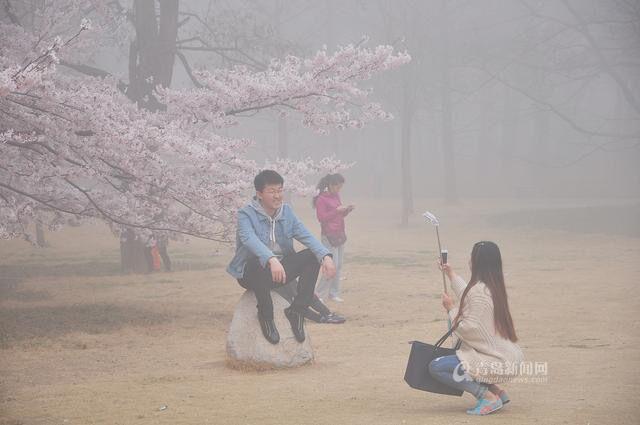 【春游季】中山公园美翻了 雾里樱花你见过没