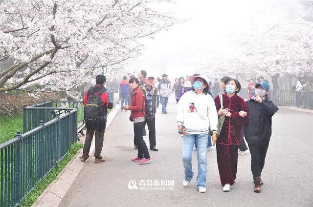 【春游季】中山公园美翻了 雾里樱花你见过没