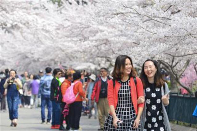 周末赏樱交通管制方案公布 违法乱停一律清障