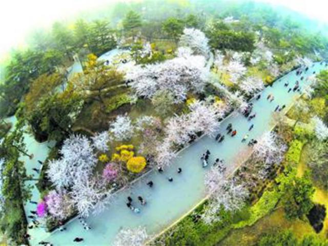 中山公园单樱进入盛花期 樱花大道变花的海洋