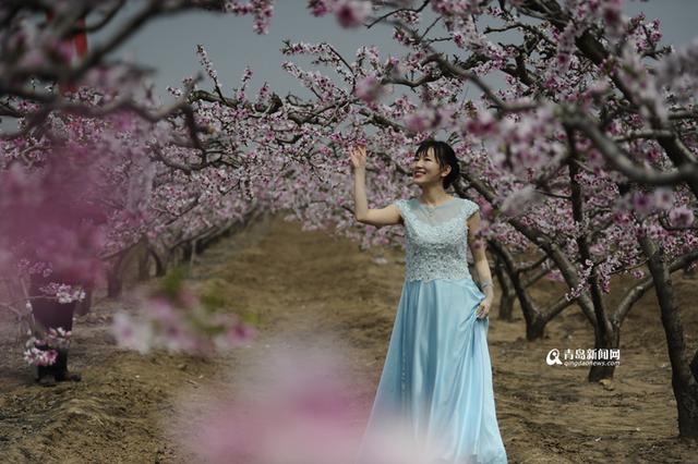 【春游季】胶州万亩桃花盛开 人面桃花相映红 【春游季】胶州万亩桃花盛开 人面桃花相映红