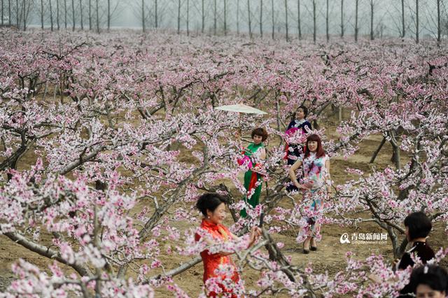 【春游季】胶州万亩桃花盛开 人面桃花相映红 【春游季】胶州万亩桃花盛开 人面桃花相映红