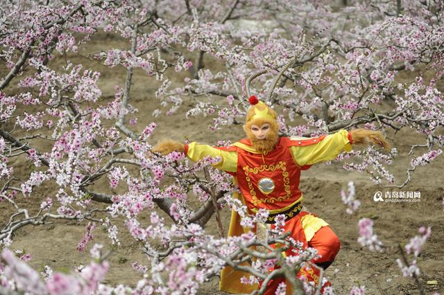 【春游季】胶州万亩桃花盛开 人面桃花相映红 【春游季】胶州万亩桃花盛开 人面桃花相映红