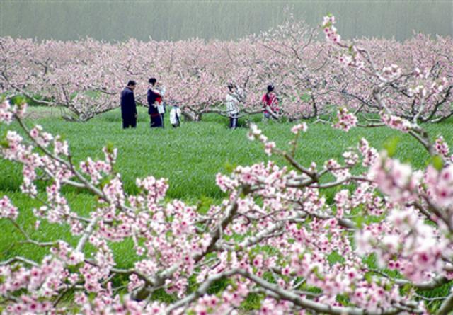 胶州万亩桃花盛开 想去赏花会快戳自驾路线(图)