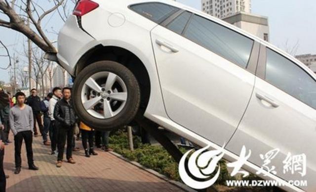 女司机把轿车开上树