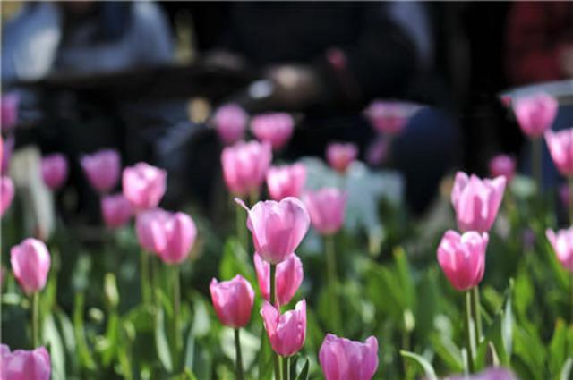 组图:五一游青岛就玩这20个地方 不来会后悔哦 组图:五一游青岛就玩这20个地方 不来会后悔哦