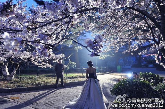 高清：青岛迎最美樱花季 夜间樱花格外妩媚