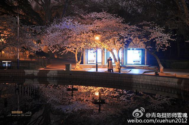 高清：青岛迎最美樱花季 夜间樱花格外妩媚