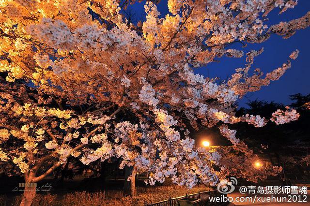 高清：青岛迎最美樱花季 夜间樱花格外妩媚