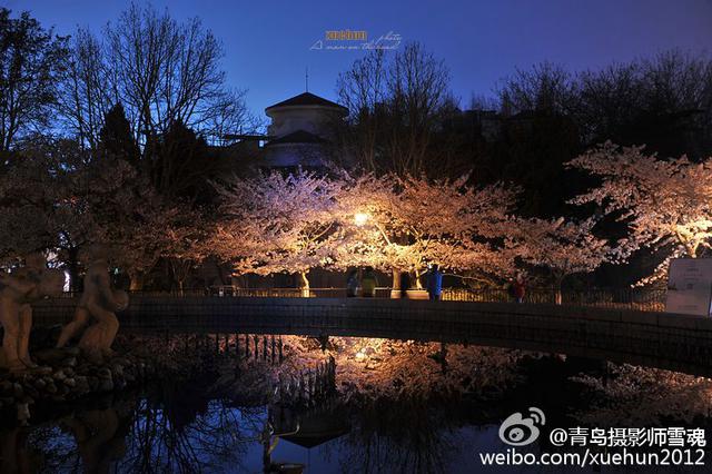 高清：青岛迎最美樱花季 夜间樱花格外妩媚