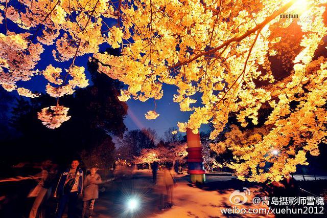 高清：青岛迎最美樱花季 夜间樱花格外妩媚
