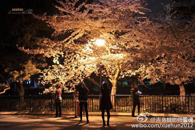 高清：青岛迎最美樱花季 夜间樱花格外妩媚