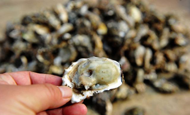 高清:看完可别流哈喇子 积米崖码头海鲜上岸喽 高清:看完可别流哈喇子 积米崖码头海鲜上岸喽