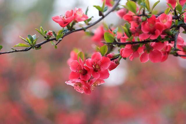 【春消息】万般柔情争娇艳 4月青岛约会海棠花