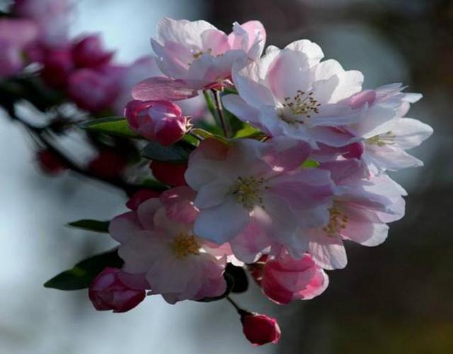 【春消息】万般柔情争娇艳 4月青岛约会海棠花