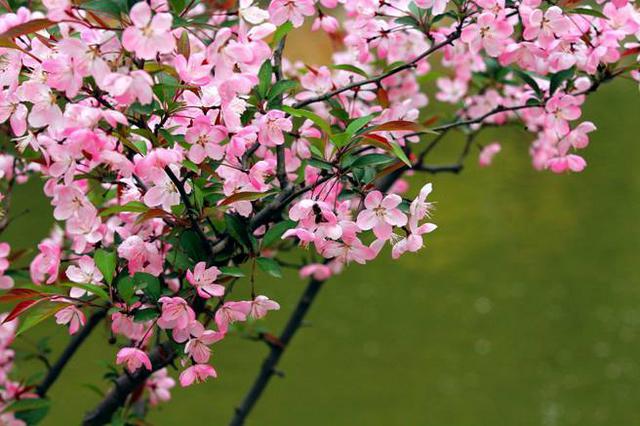 【春消息】万般柔情争娇艳 4月青岛约会海棠花