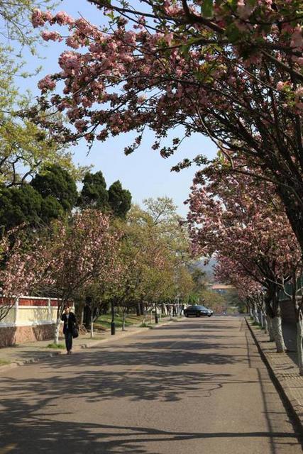 【春消息】万般柔情争娇艳 4月青岛约会海棠花