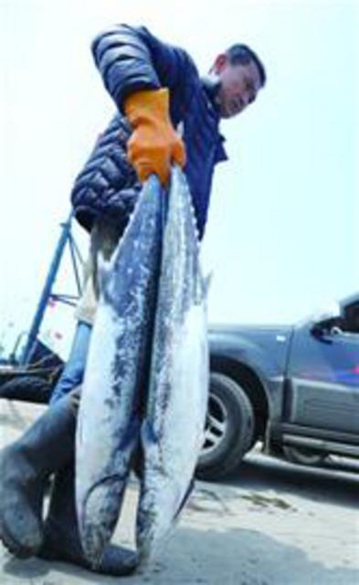 沙子口鲅得头筹一船送来6000斤 一斤38元(图)