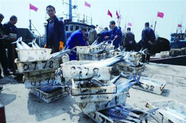 沙子口鲅得头筹一船送来6000斤 一斤38元(图)