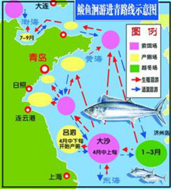 沙子口鲅得头筹一船送来6000斤 一斤38元(图)