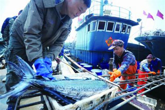 沙子口鲅得头筹一船送来6000斤 一斤38元(图)