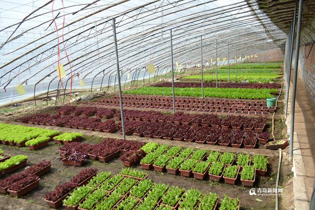 【创客列传】青岛农民用花盆种菜 一天赚23万