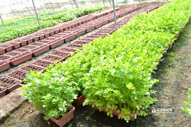 【创客列传】青岛农民用花盆种菜 一天赚23万