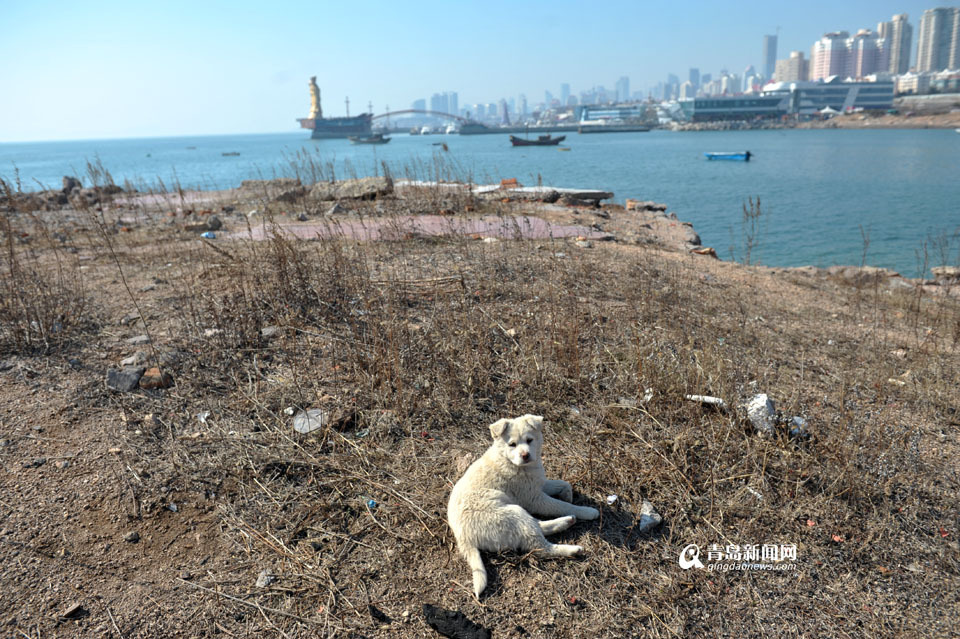 小麦岛生态公园规划:建设开放性生态绿岛