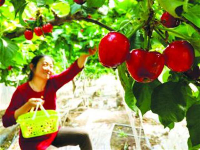 樱珠上市争春小樱桃坐果厚 下月打响甜蜜大战