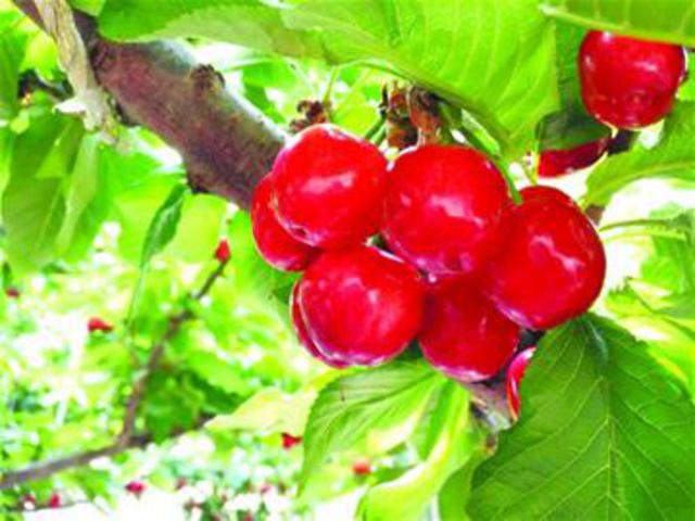 樱珠上市争春小樱桃坐果厚 下月打响甜蜜大战