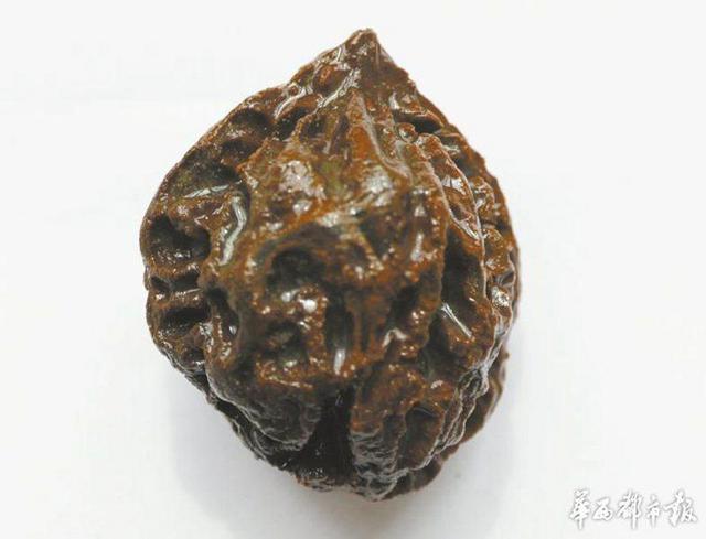古蜀文明古城：核桃随葬 儿童被用来祭祀(图)