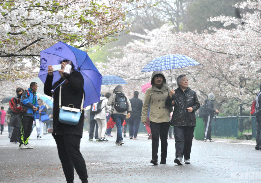 高清:青岛下了一场花瓣雨 落英缤纷引游客合影