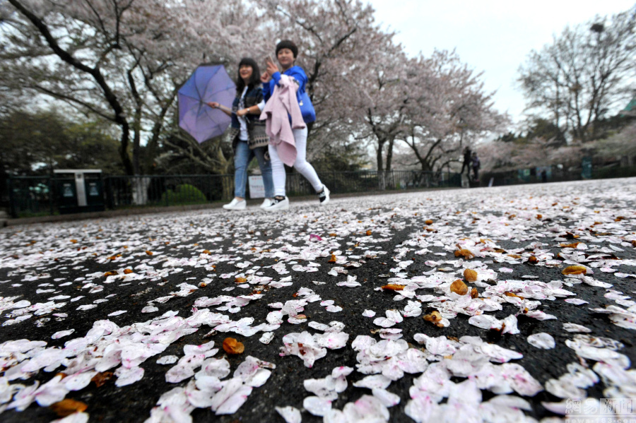 高清:青岛下了一场花瓣雨 落英缤纷引游客合影