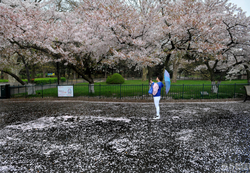 高清:青岛下了一场花瓣雨 落英缤纷引游客合影