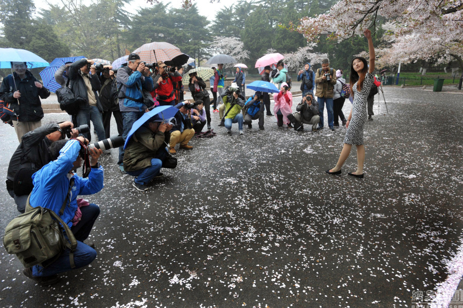 高清:青岛下了一场花瓣雨 落英缤纷引游客合影