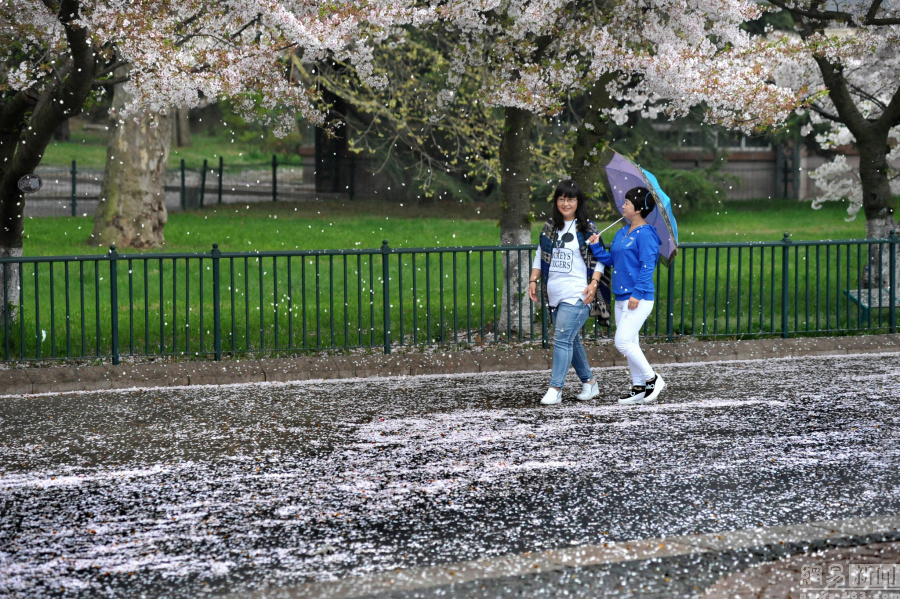 高清:青岛下了一场花瓣雨 落英缤纷引游客合影