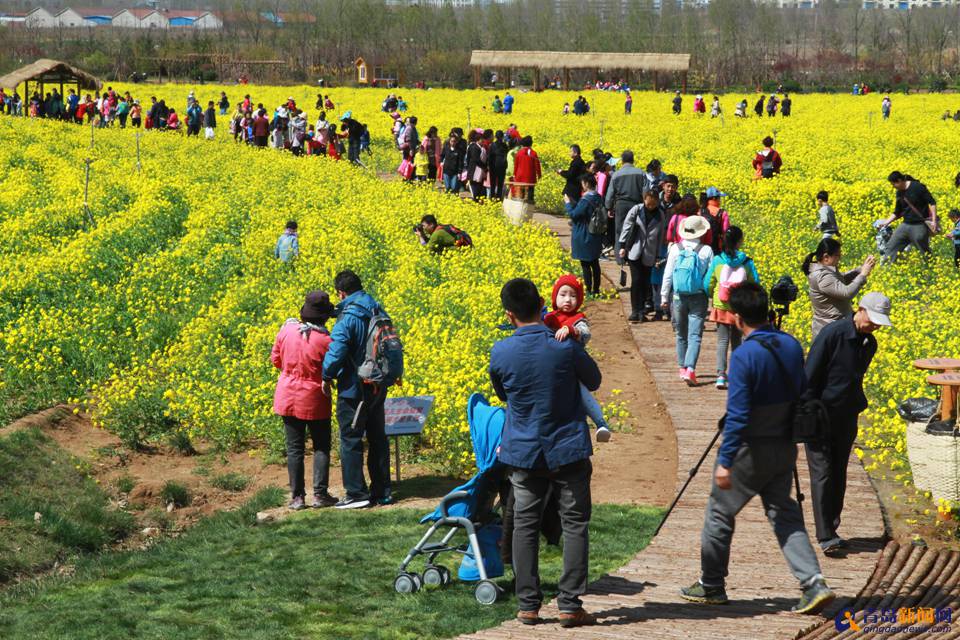 首届灵山湾杯花海摄影大赛启动 大奖2000元