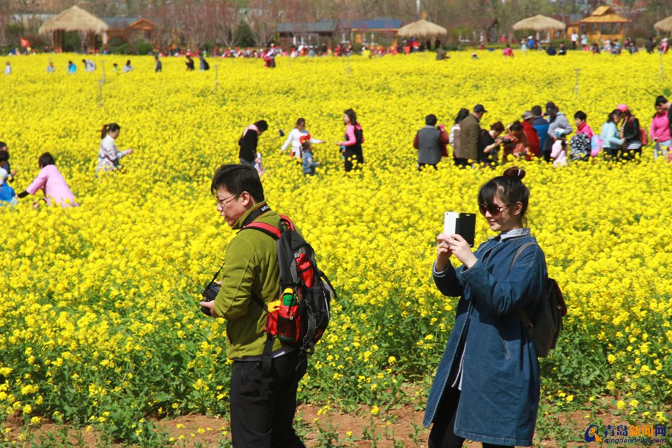 首届灵山湾杯花海摄影大赛启动 大奖2000元