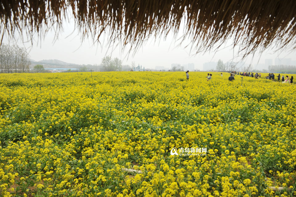 【春游季】赏花海吃烧烤 西海岸玩出新花样