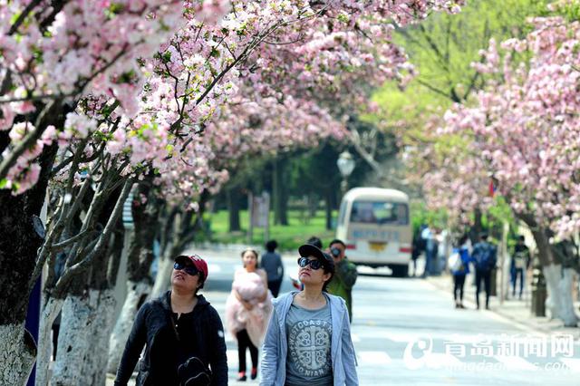 高清:八大关海棠红了 最美海棠花径人花争艳