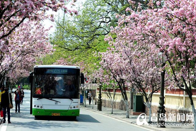 高清:八大关海棠红了 最美海棠花径人花争艳