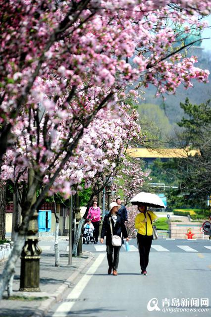 高清:八大关海棠红了 最美海棠花径人花争艳