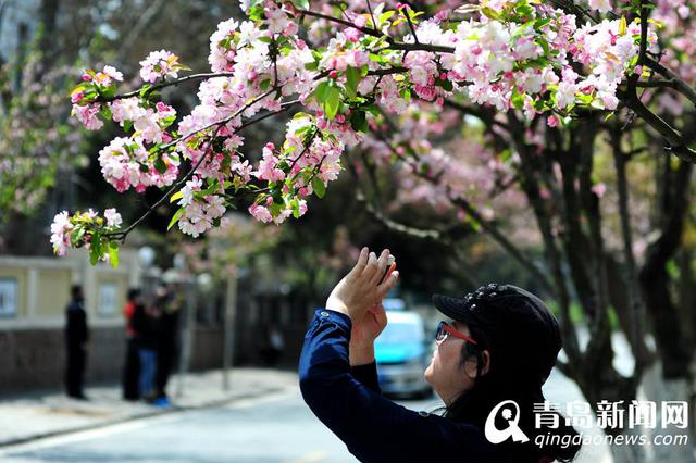 高清:八大关海棠红了 最美海棠花径人花争艳