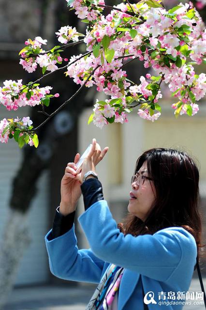 高清:八大关海棠红了 最美海棠花径人花争艳