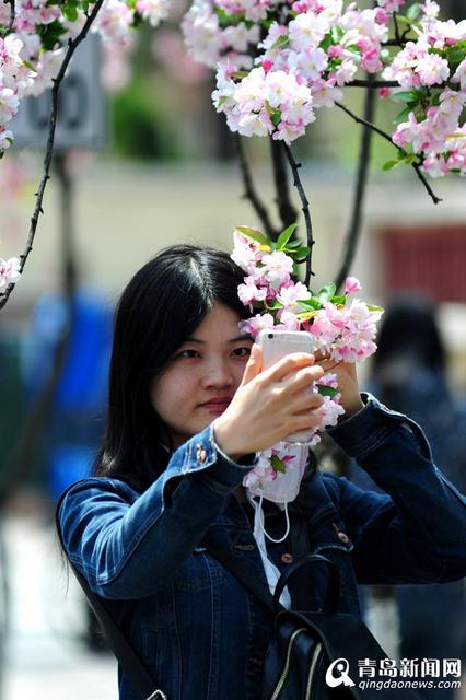 高清:八大关海棠红了 最美海棠花径人花争艳