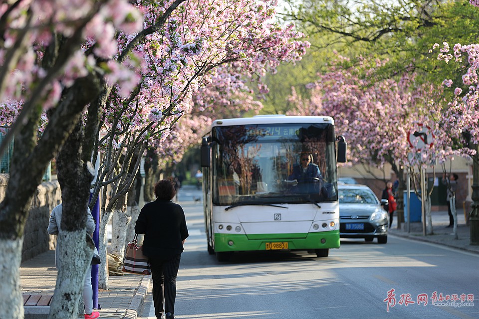 高清:穿过春天的公交 青岛最美公交站海棠怒放