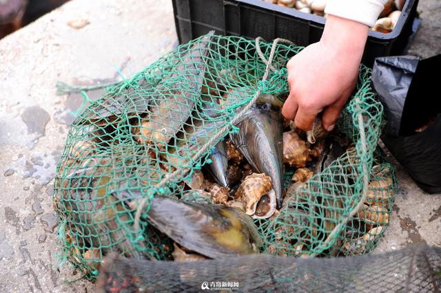 王哥庄野生海货丰收 这些美味你吃过几种 王哥庄野生海货丰收 这些美味你吃过几种
