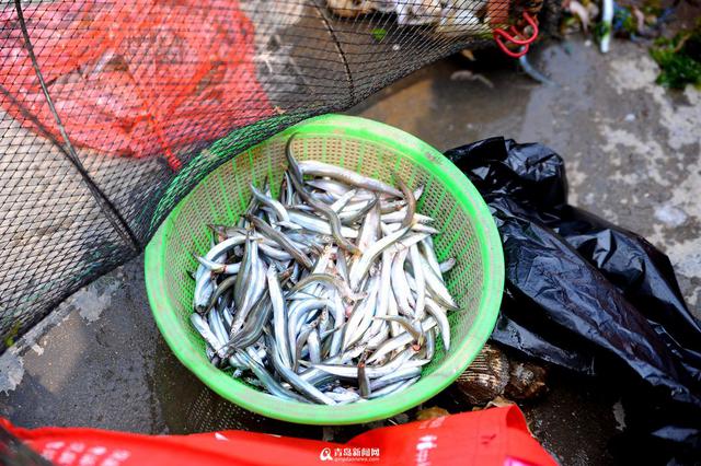 王哥庄野生海货丰收 这些美味你吃过几种 王哥庄野生海货丰收 这些美味你吃过几种