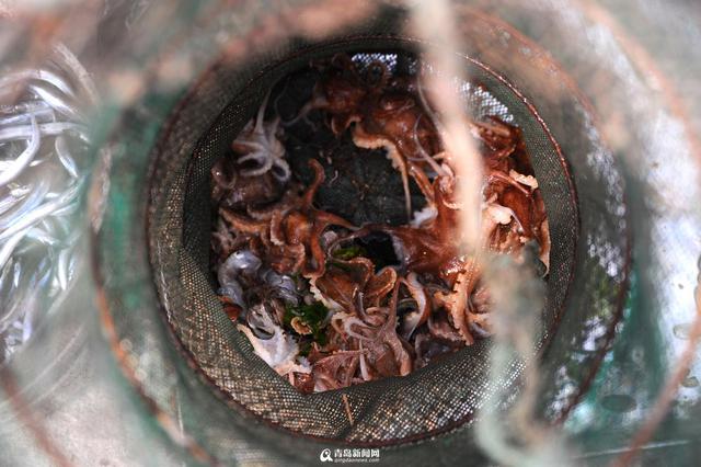 王哥庄野生海货丰收 这些美味你吃过几种 王哥庄野生海货丰收 这些美味你吃过几种