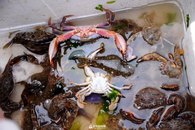 王哥庄野生海货丰收 这些美味你吃过几种 王哥庄野生海货丰收 这些美味你吃过几种